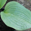 Hosta Blue Angel - Abriachan Nurseries, The garden On Loch Ness